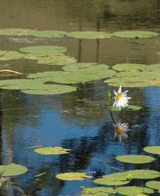 Cabins@theView - Australia Accommodation 1