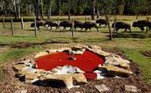Aranyani Bison Adventure Tourist Park - Australia Accommodation 5
