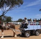 Ariah Park Camping Ground - Australia Accommodation