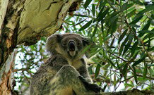 Flynns Beach Caravan Park - Australia Accommodation 2