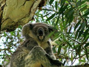 Flynns Beach Caravan Park - Australia Accommodation 3