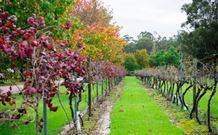 Peppers Convent Hunter Valley - Pokolbin - Australia Accommodation 4