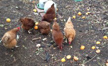 Eaglewood B And B And Farmstay - Australia Accommodation 2