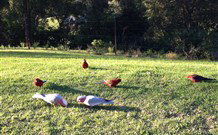 Eaglewood B And B And Farmstay - Australia Accommodation 3