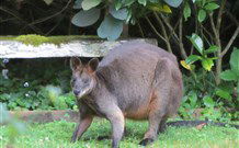 Bellawongarah At Berry - Australia Accommodation 6