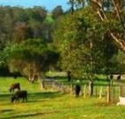 Giba Gunyah Country Cottages - Australia Accommodation
