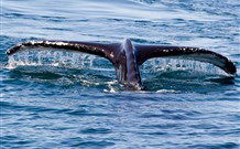 Mansfield By The Lake - Australia Accommodation 2