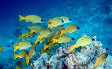 Mansfield By The Lake - Australia Accommodation 6