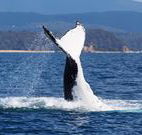 Snug Cove Bed and Breakfast - Australia Accommodation
