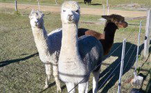 Sunrise Bed And Breakfast - Australia Accommodation 4