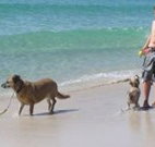 A Paradise Bungalow Waterfront - Australia Accommodation