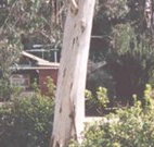 Chifley Dam Cabins - Australia Accommodation