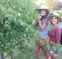 McLaren Vale Backpackers - Australia Accommodation