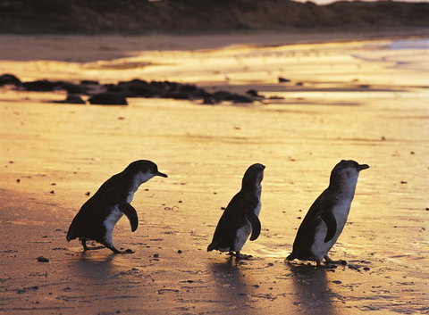 Phillip Island YHA - Australia Accommodation 7