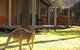 Carnarvon Gorge Wilderness Lodge - thumb 3