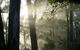 Bamboo Retreat - thumb 2