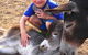 Destiny Boonah ECO Cottages And Donkey Farm - thumb 0