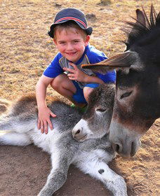 Destiny Boonah ECO Cottages And Donkey Farm - Australia Accommodation 0