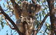 Destiny Boonah ECO Cottages And Donkey Farm - thumb 2