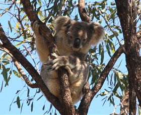 Destiny Boonah ECO Cottages And Donkey Farm - Australia Accommodation 2
