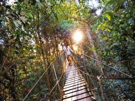 O'Reilly's Rainforest Retreat - Australia Accommodation 0