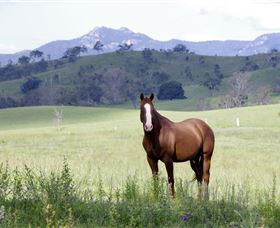 Marchioness Farmstay - Australia Accommodation 1
