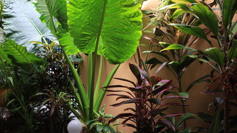 BEST WESTERN Lazy Lizard Motor Inn - Australia Accommodation 2