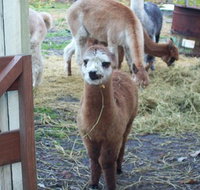 Aroundtu-It Eco Caravan Park - Australia Accommodation