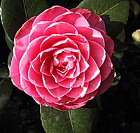 Cloverlea Gardens Bed and Breakfast - Australia Accommodation