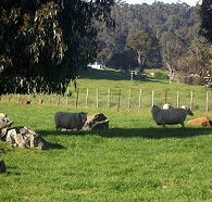Ferndale Guest Cottage - Australia Accommodation