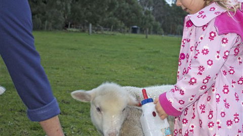 Freshwater Creek Cottages - Australia Accommodation 6