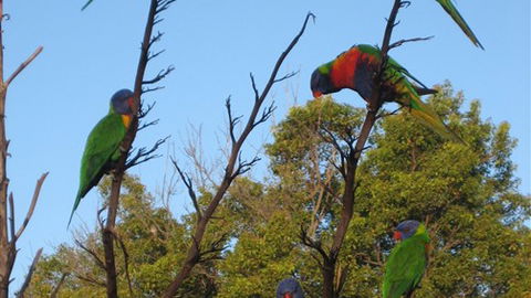 Captains Lodge International - Australia Accommodation 2