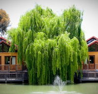 Perricoota Vines Retreat Echuca Moama - Australia Accommodation