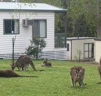 Halls Gap Caravan Park - Australia Accommodation
