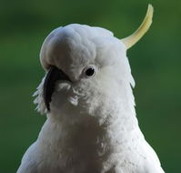 Around About Lorne Studios or BB - Australia Accommodation