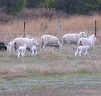 Auberge Woodend - Australia Accommodation