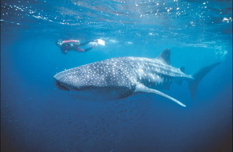 Mantarays Ningaloo Beach Resort - Australia Accommodation 7