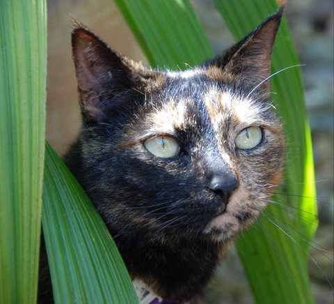 Pink Flamingo Resort - Australia Accommodation 5