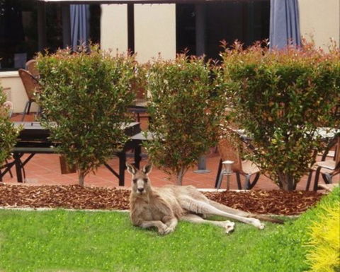 Alpha Canberra Hotel And Apartments - Australia Accommodation 1