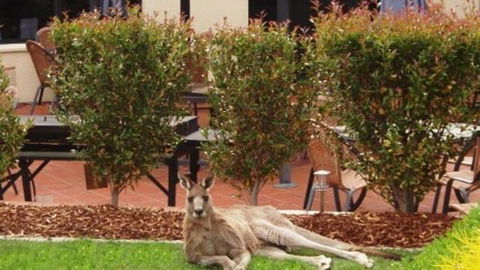 Alpha Canberra Hotel And Apartments - Australia Accommodation 0