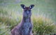 Postmans Cottage - Flinders Chase National Park - thumb 4