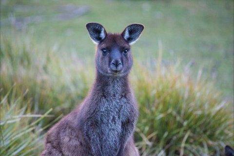 Postmans Cottage - Flinders Chase National Park - Australia Accommodation 4