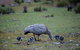 Postmans Cottage - Flinders Chase National Park - thumb 6