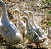 Duck Duck Goose Bed and Breakfast - Australia Accommodation