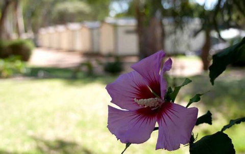 Riverbend Caravan Park Renmark - Australia Accommodation 3