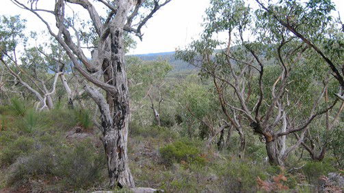 Wollombi NSW Australia Accommodation