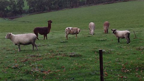 Bellevue Farmstay - Australia Accommodation 6