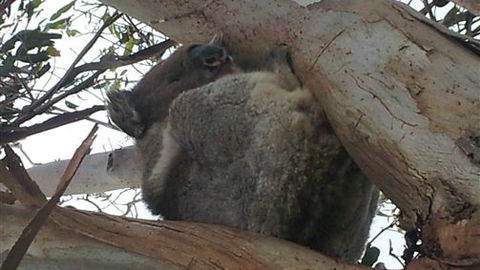 Bellevue Farmstay - Australia Accommodation 7