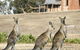 Grampians Pioneer Cottages - thumb 0