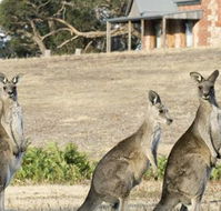 Grampians Pioneer Cottages - Australia Accommodation
